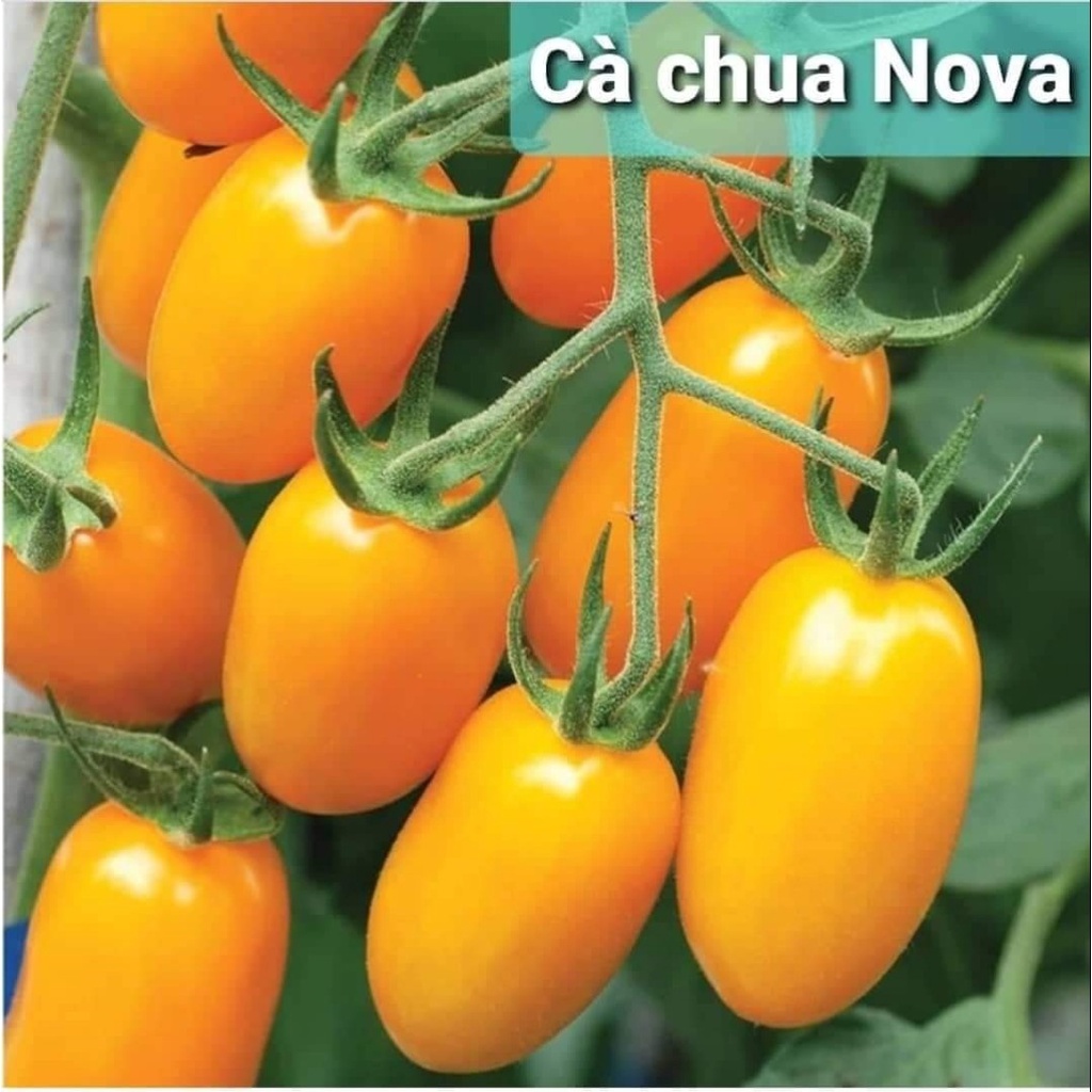 5H - Hạt giống cà chua cherry vàng ngọt