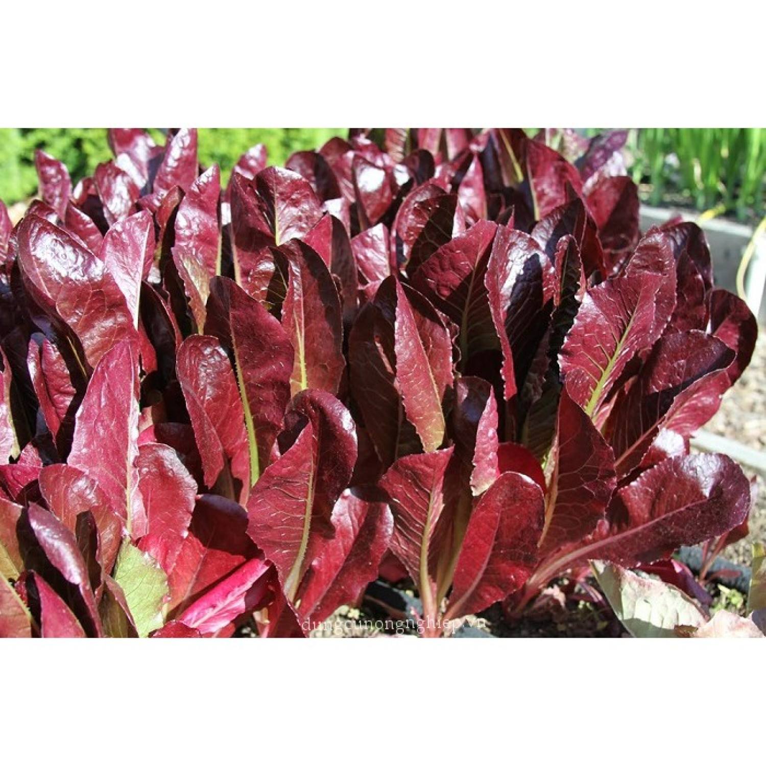 Ma395 gói 50 hạt giống xà lách romaine chịu nhiệt red