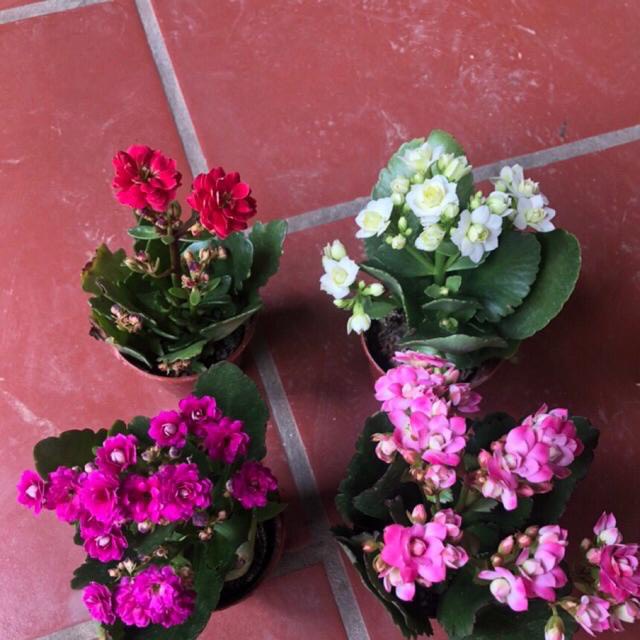 Cây hoa sống đời kép