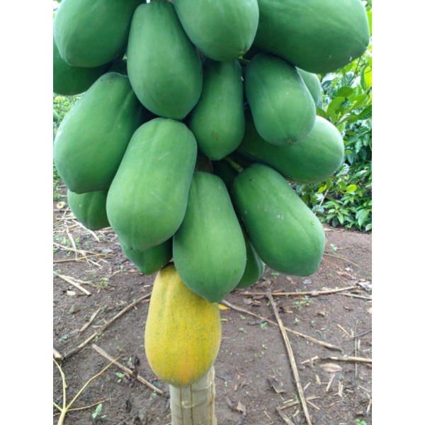 Hạt giống đu đủ lùn siêu trái Hà Lan