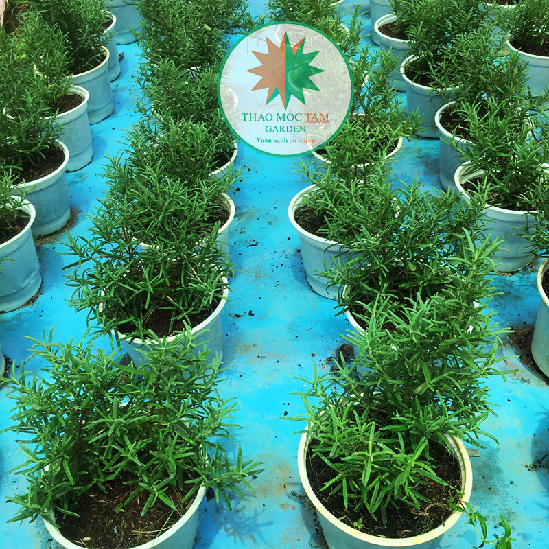 Chậu Cây Hương Thảo ( Rosemary), Cây được ươm  trồng hoàn toàn ở Khánh Hòa