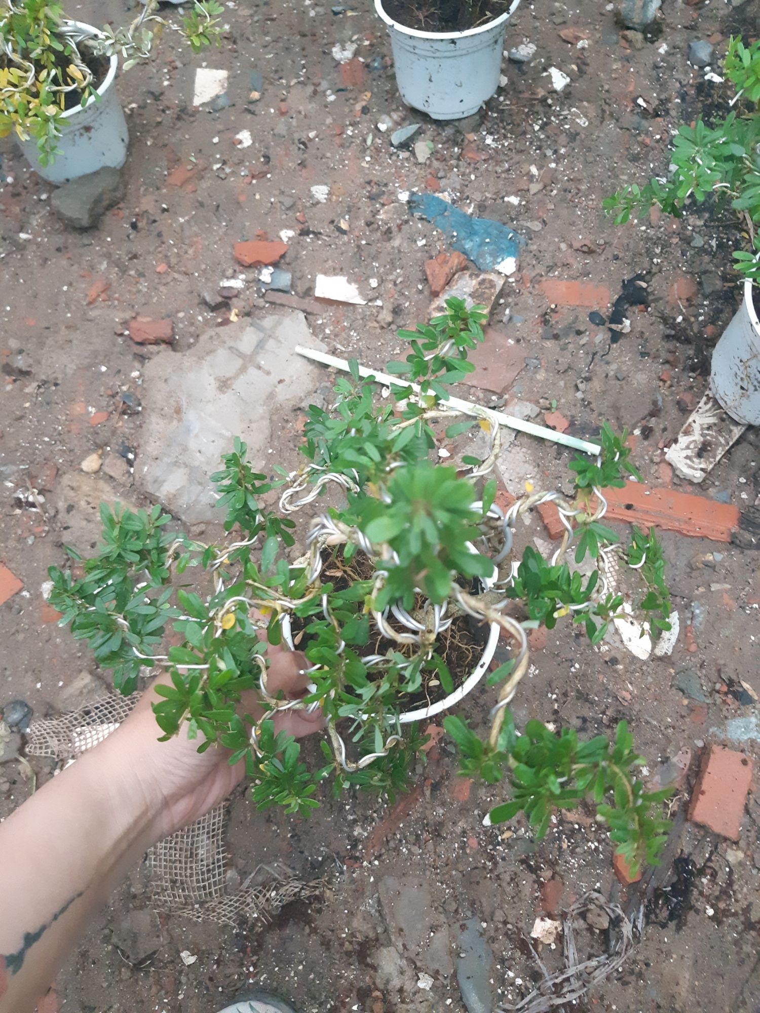 linh sam86 bonsai mini BÔNG TÍM