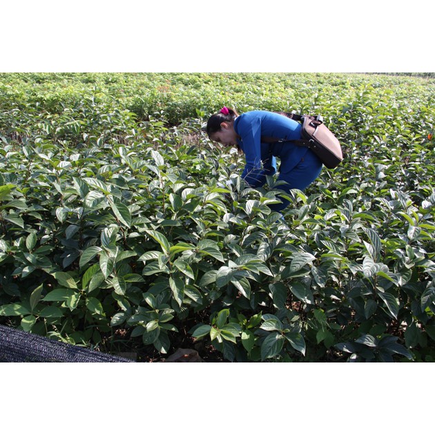 Cây Hồng Giòn Nhật Bản