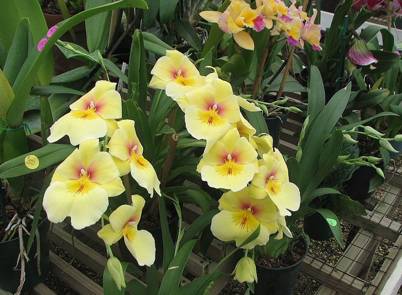Hoa lan vũ nữ miltonia vàng- chậu trưởng thành