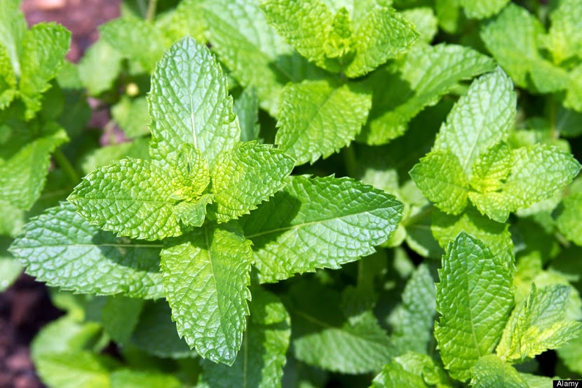 Gói Hạt Giống Húng Bạc Hà (Húng Lủi)