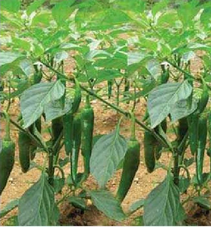 Hạt giống ớt sừng ngọt (gói 10 hạt)tặng kèm phân bón