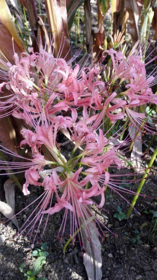 [HCM]Củ giống Hoa Bỉ Ngạn - 5 màu đỏ hồng tím nhạt trắng vàng