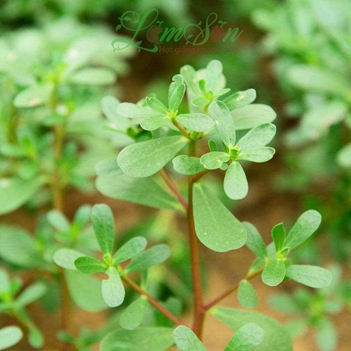 Hạt giống rau sam đất (Gói 1gram - 1600 hạt )