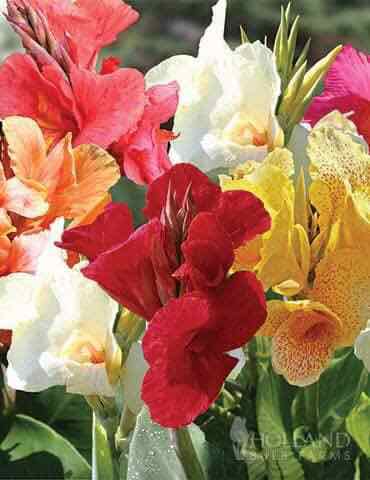 cây giống hoa chuối cảnh thái lan
