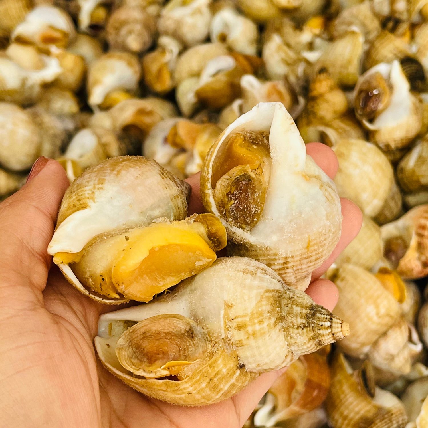 [GIAO NHANH 2H HCM] Giá sỉ 1Kg Ốc Bulot Pháp Sofrimar size 20-30 - Hải Sản Kỳ Hà