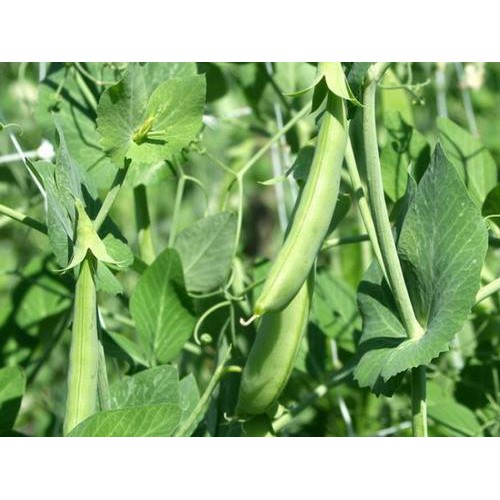 Hạt giống ĐẬU HÀ LAN XANH 10gr