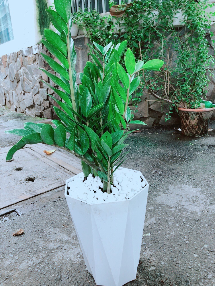 [HCM]Chậu Kim Tiền Size Lớn