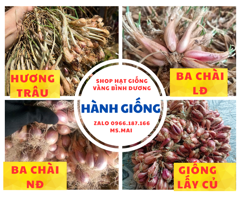 (SALE OFF)Hành bắc củ chắc mẩy thơm ngon