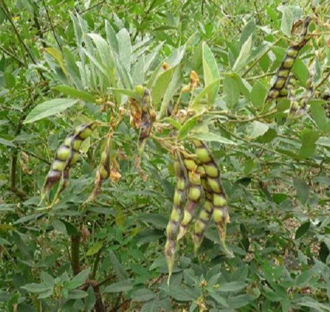 Hạt giống cây đậu săng ( đậu triều, đậu chiều, mộc đậu, đậu chè )gói 500gram