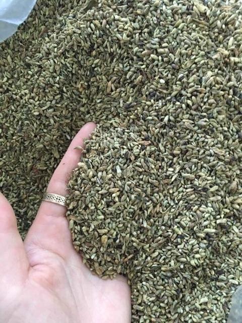 Nụ Hoa Hòe Khô 1kg