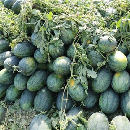 Hạt Giống Dưa Hấu Ruột Vàng (5 Hạt)