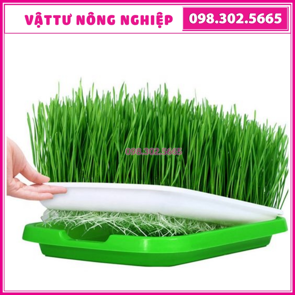 Combo 5 khay nhựa trồng rau mầm thủy canh+ 1kg hạt giống mầm lúa mạch chất lượng cao, giàu dinh dưỡng ....