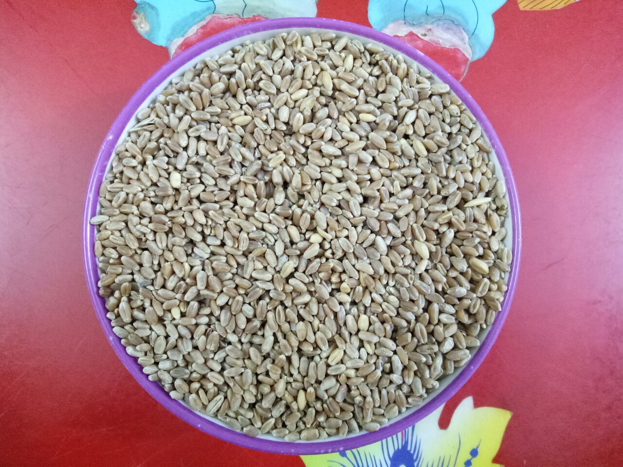 [HCM] HẠT CỎ MÈO-LÚA MÌ ươm nảy mầm (Người ăn được)