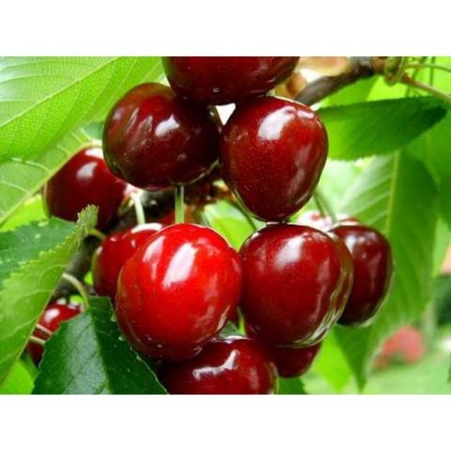 242A Hạt Giống Quả Anh Đào (Cherry) 5 Hạt/ Gói