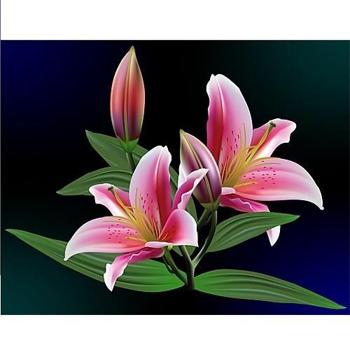 Tinh dầu Hoa ly cao cấp lọ 100ml