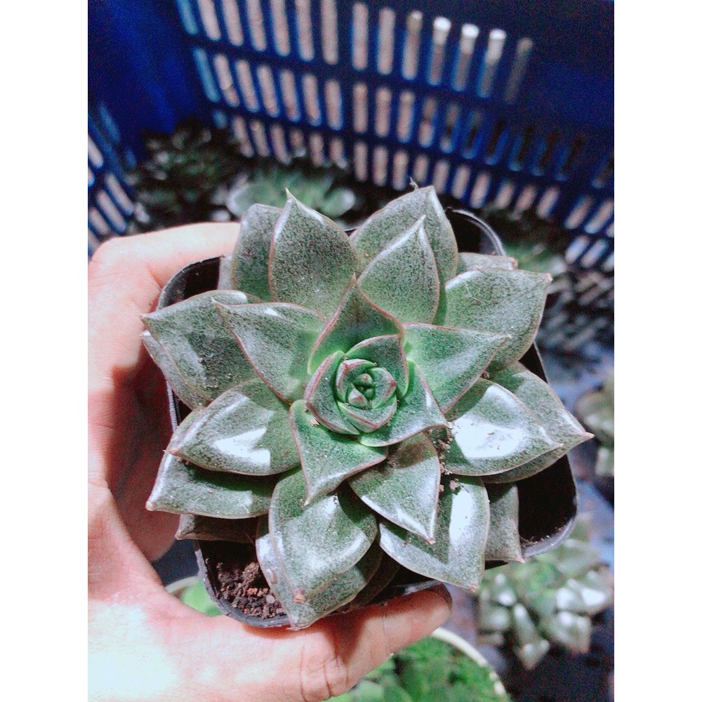 Sen Đá Nâu Kèm Chậu Sứ