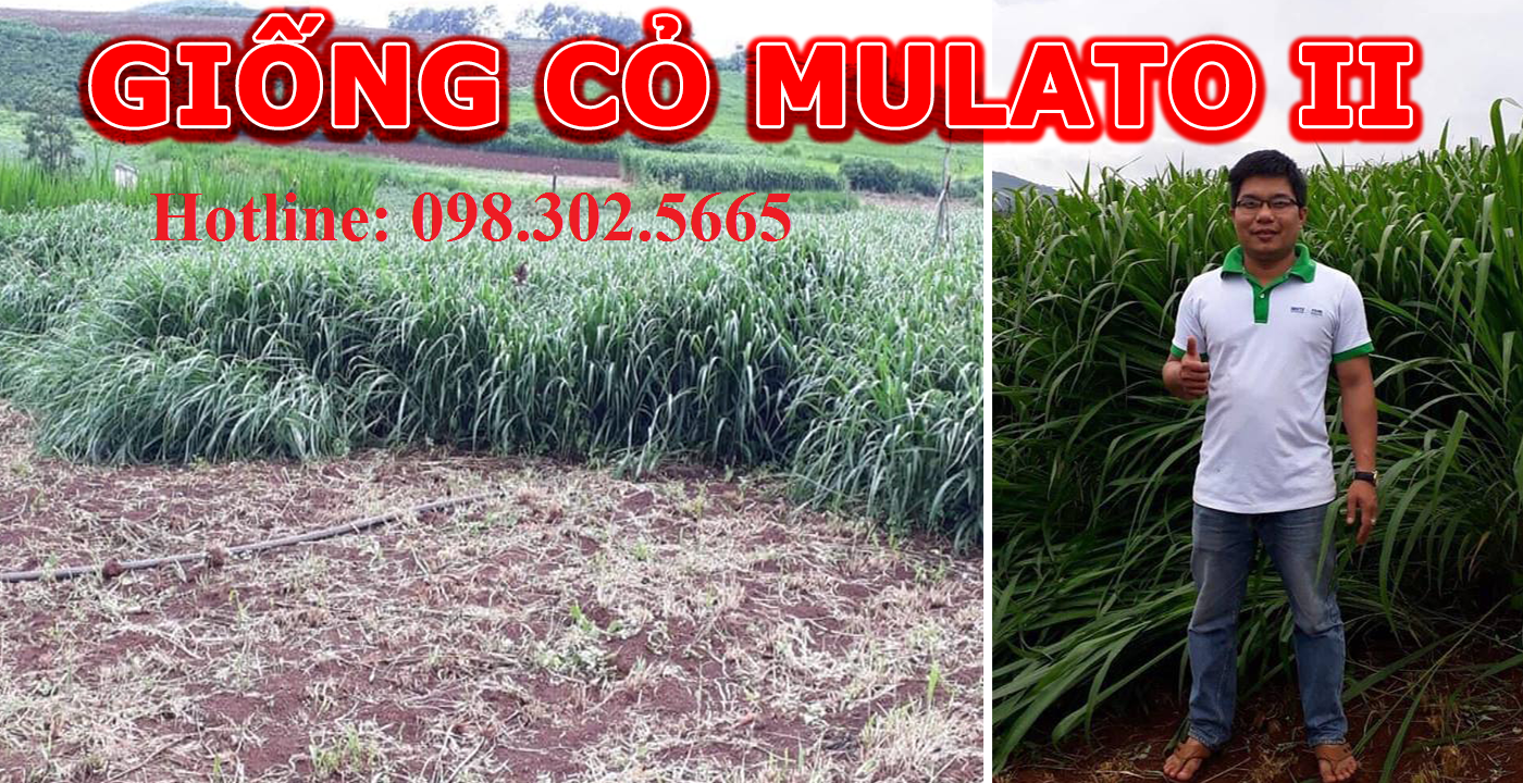 100g Hạt giống cỏ xả chịu lạnh, chịu hạn Mulato 2 trong chăn nuôi