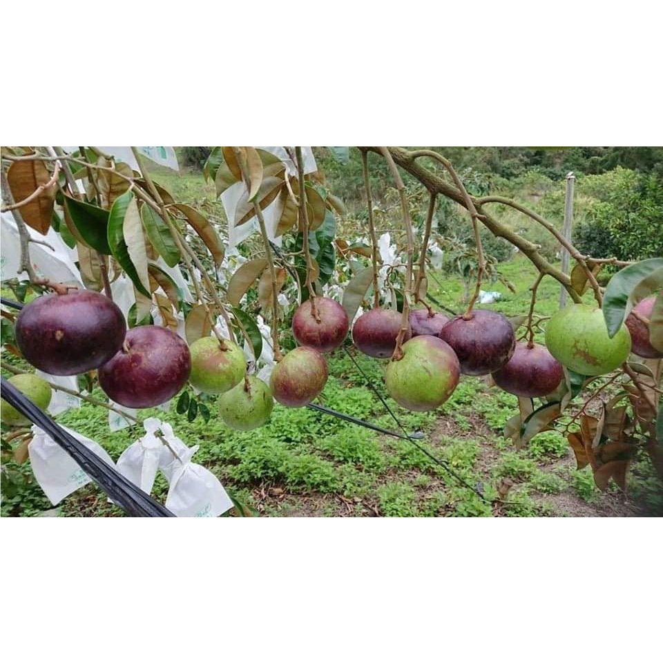 CÂY GIỐNG VÚ SỮA MICA