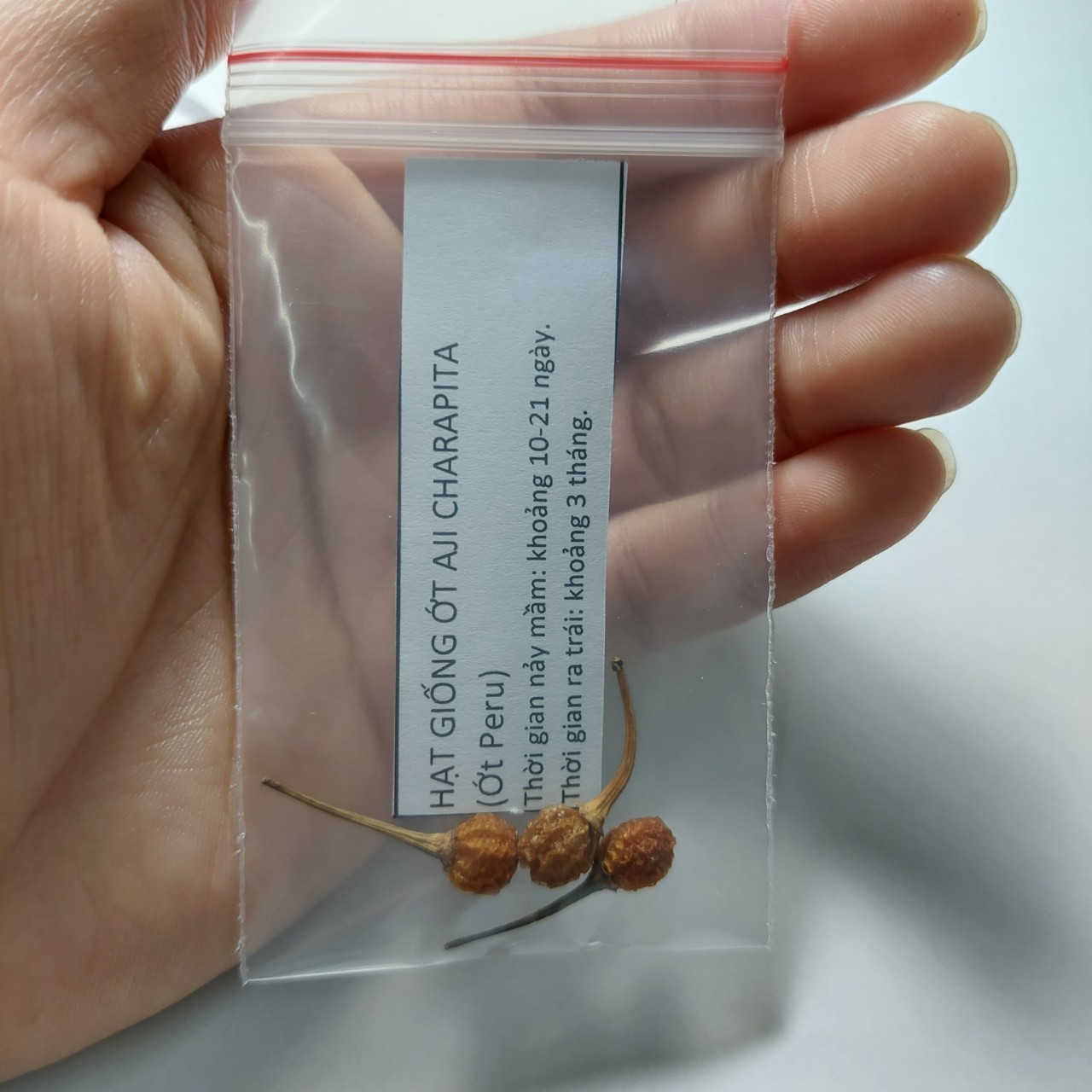[Seeds] Hạt giống ớt Peru-Charapita