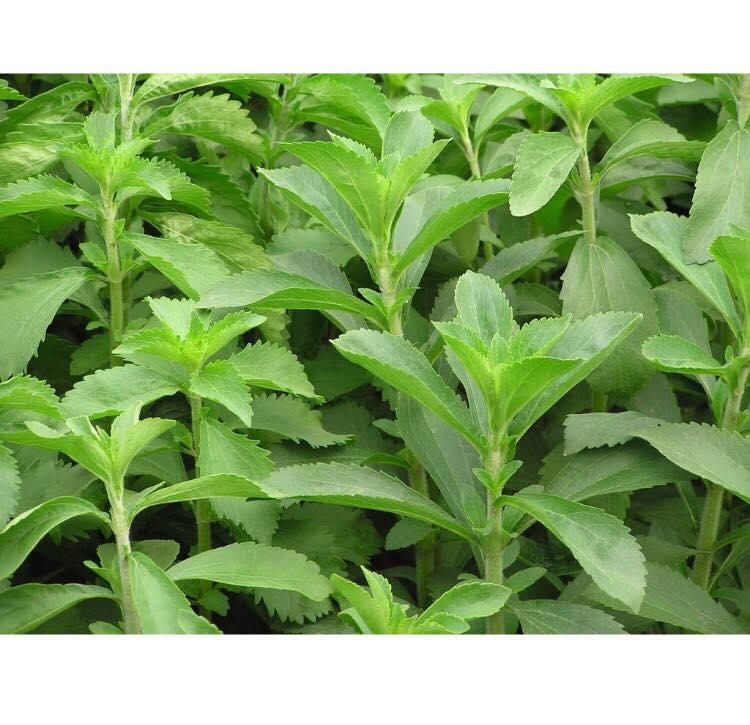 Cỏ ngọt khô 500g