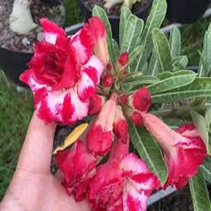 CÂY giống HOA SỨ THÁI CÁNH KÉP "TẤN HỶ "