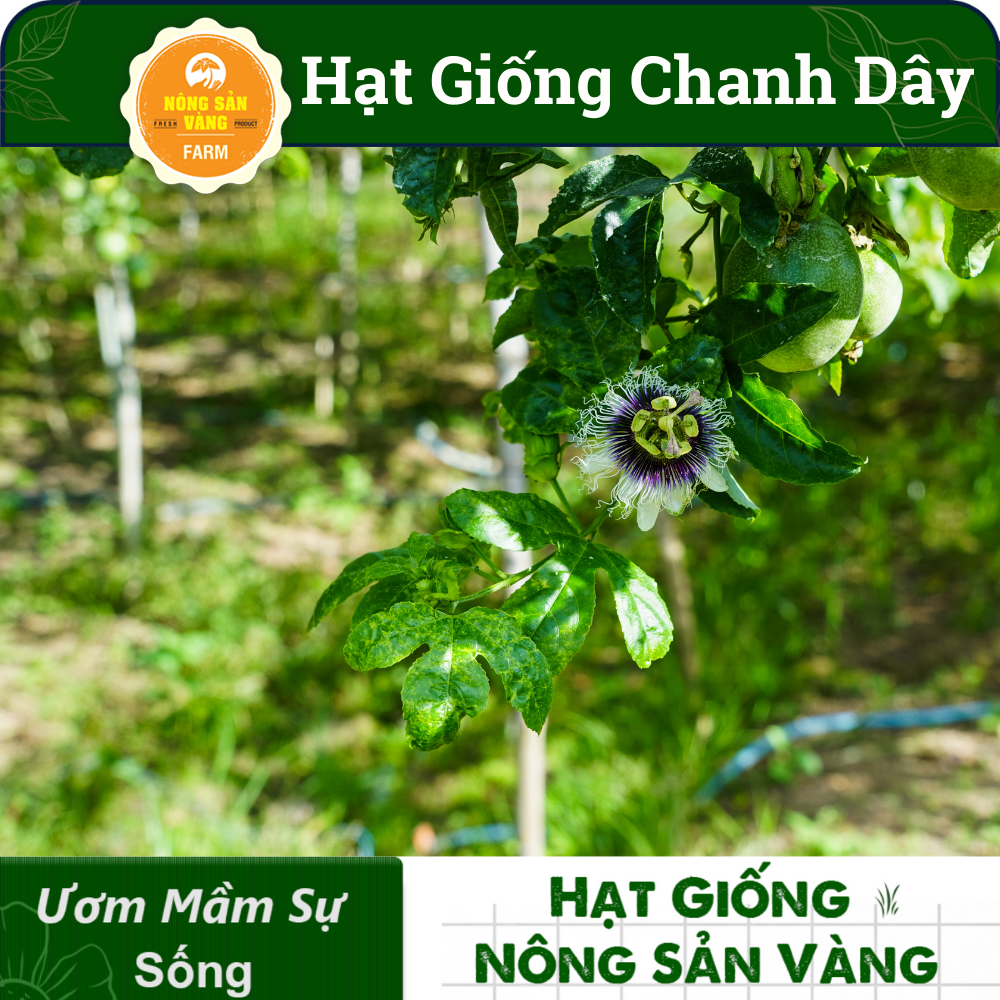 Hạt giống Chanh Dây, Loại Trái Cây Nhiệt Đới, Rất Giàu Dinh Dưỡng, Dễ Chế Biến Thành Nước Giải Khát (Gói 50 Hạt) - Nông Sản Vàng