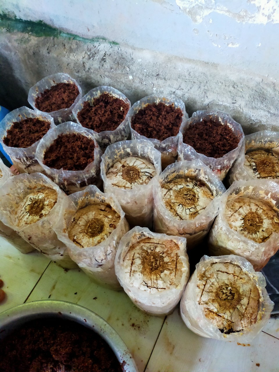 Combo: Phôi Nấm Mối Đen(01 kiện hàng 5 bịch)& Có Sơ Dừa Đủ Trồng