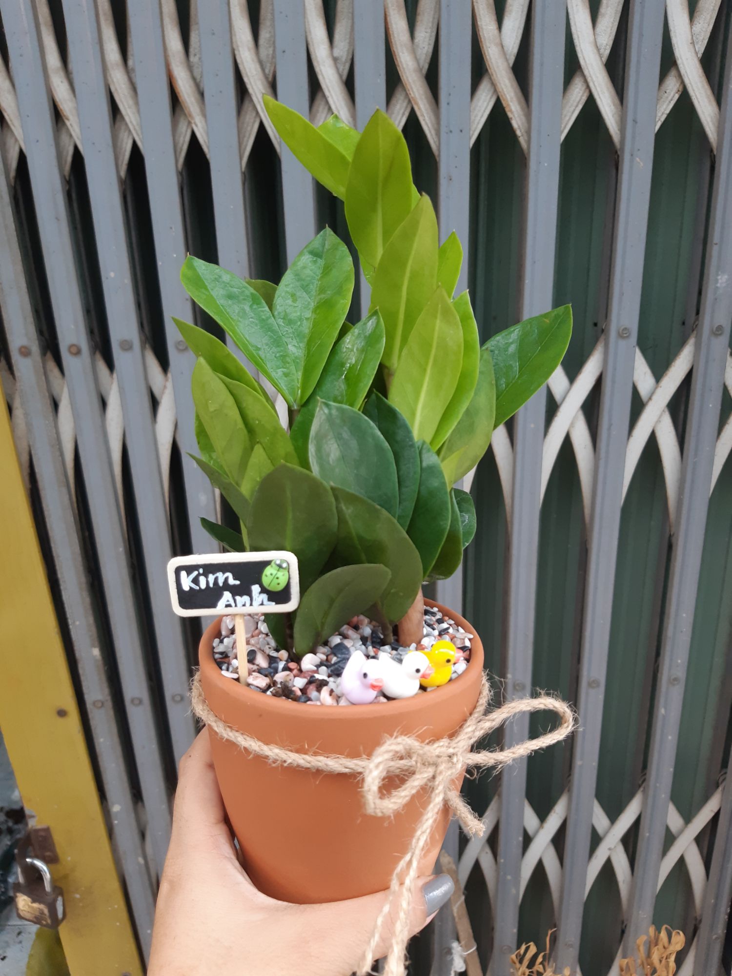 cây kim tiền TẶNG CHẬU