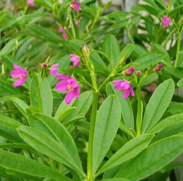 Hạt Giống Sâm Đất ( Thổ Sâm ) - (Talinum.Crassifolium,Willd) - 15 hạt/gói
