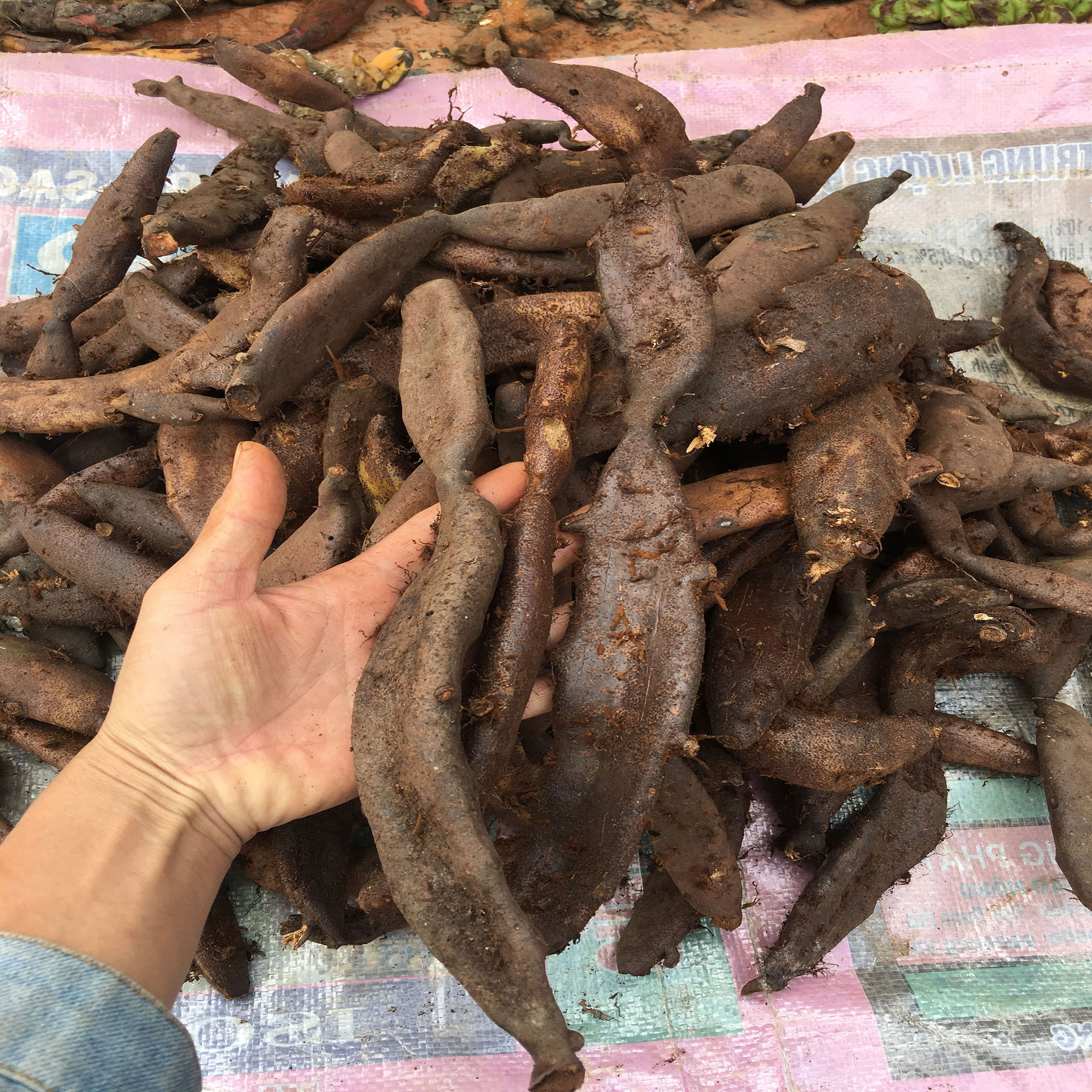 Tắc Kè Đá-Cốt Toái Bổ 2kg