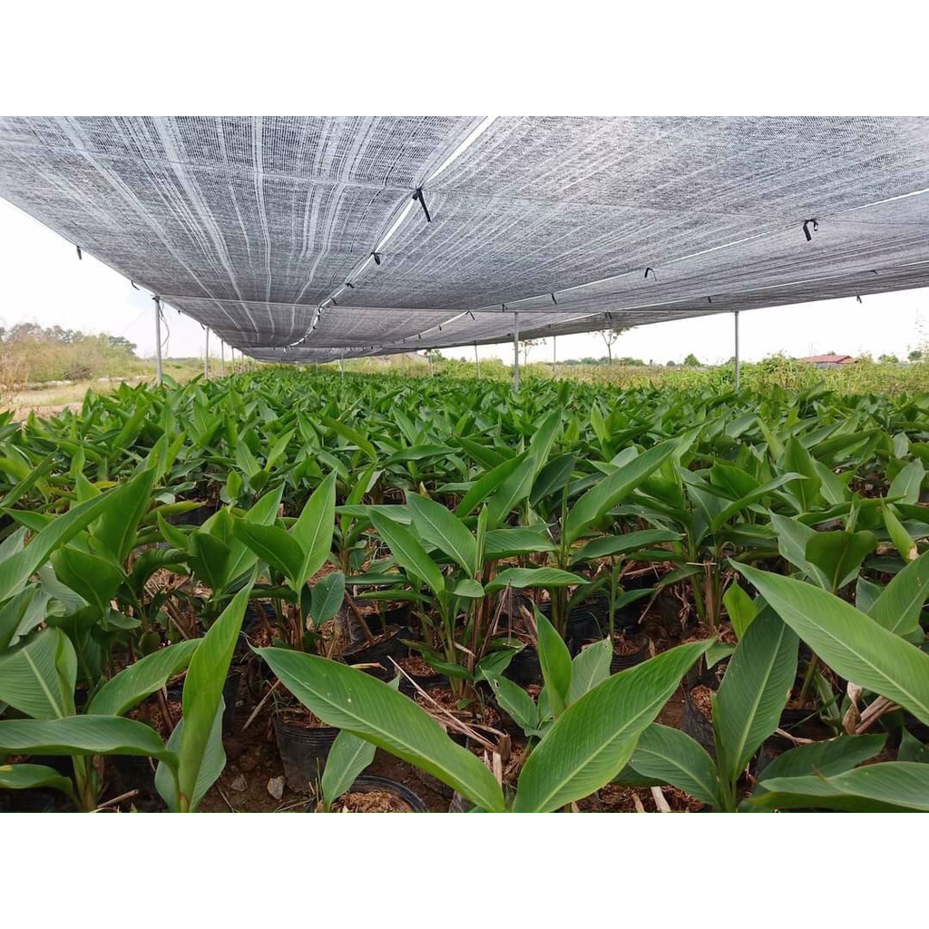 Cây thiên điểu - Strelitzia reginae