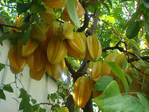 CÂY GIỐNG KHẾ NGỌT