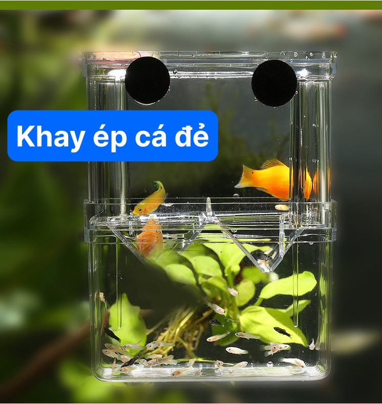 Khay cách ly cá đẻ, khay ép cá đẻ trứng, lồng cách ly nuôi cá con, lồng dưỡng cá con, lòng đẻ cho cá, lồng áp cá 7 màu