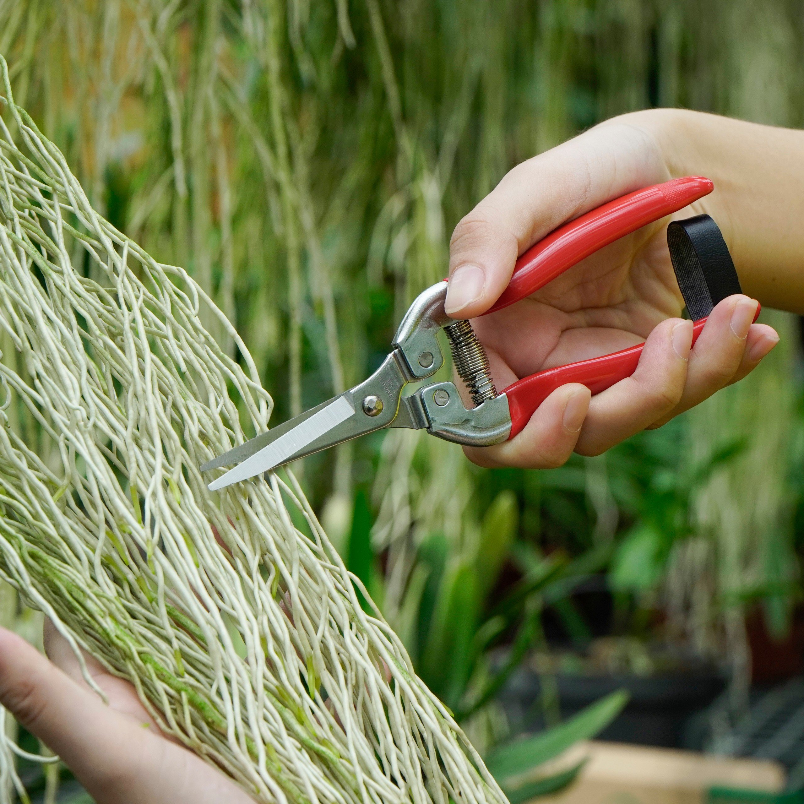 Kéo Cắt Tỉa Hoa Lan, Cây Cảnh BÉN 102