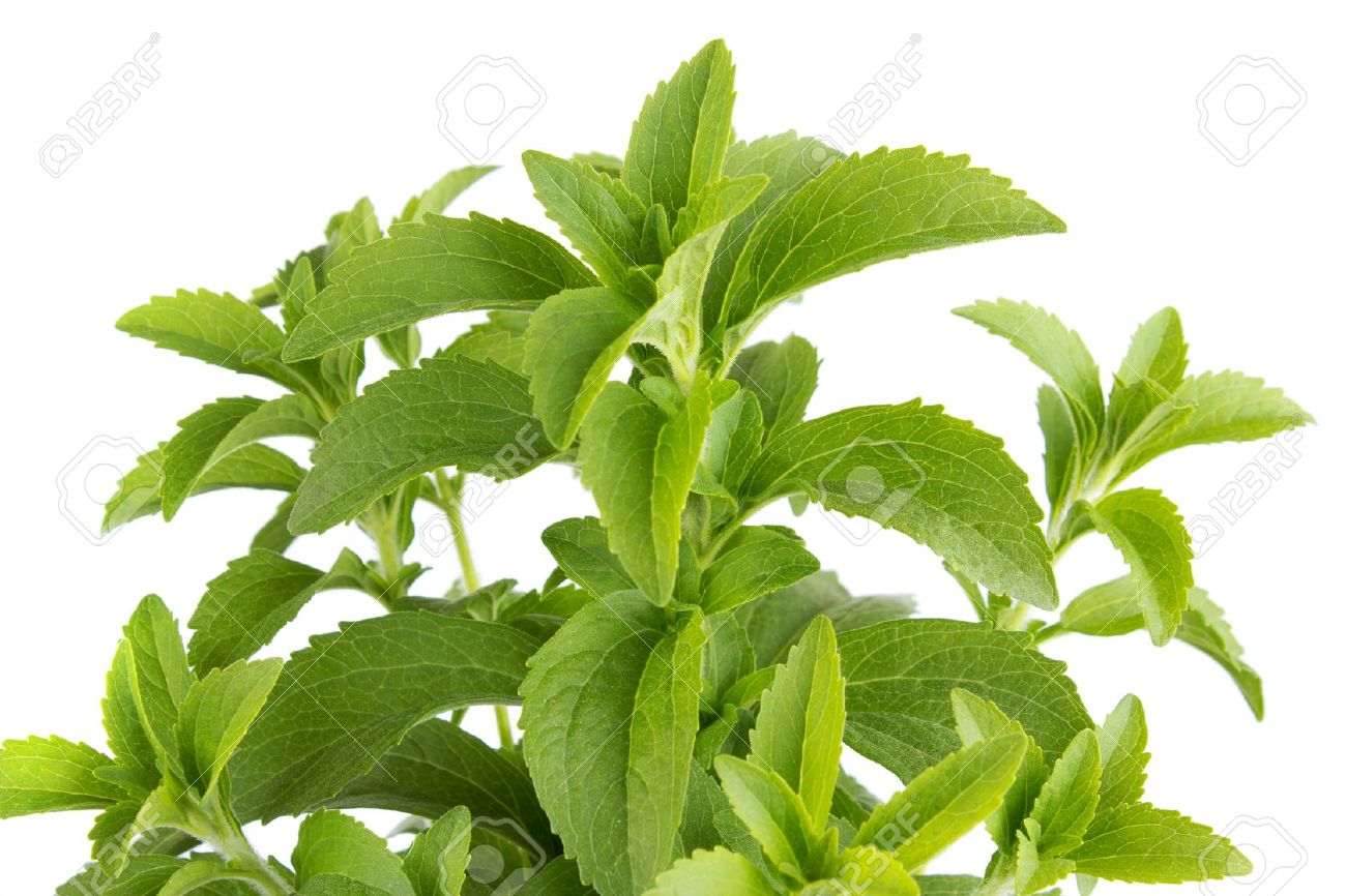 Gói 5  hạt giống Cỏ Ngọt Stevia