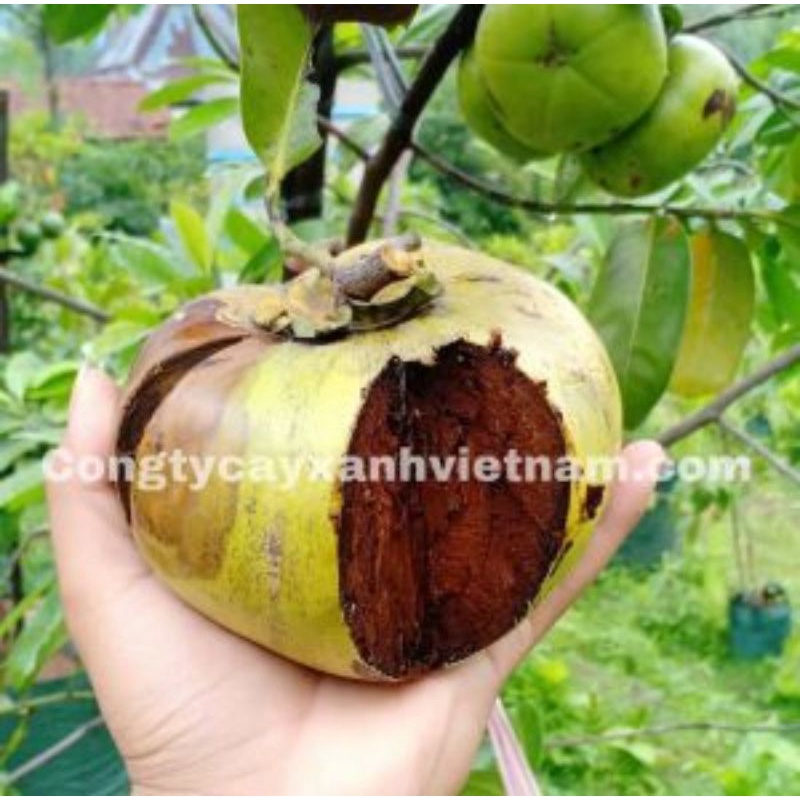 Cây giống hồng đen socola siêu sớm