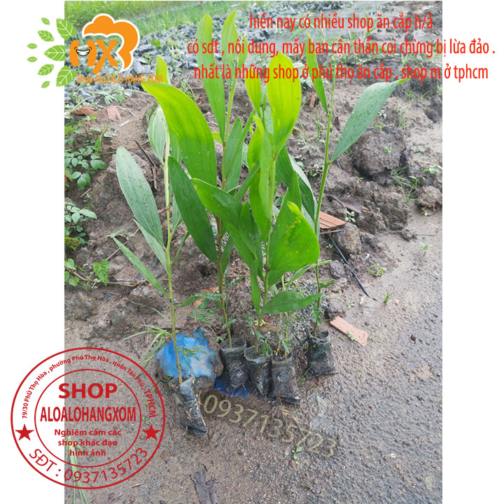 [HCM]combo 50 cây tràm lai cây giống