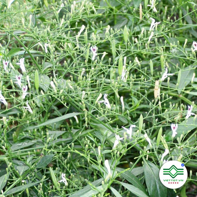 Củ Bình Vôi 1KG - VT163