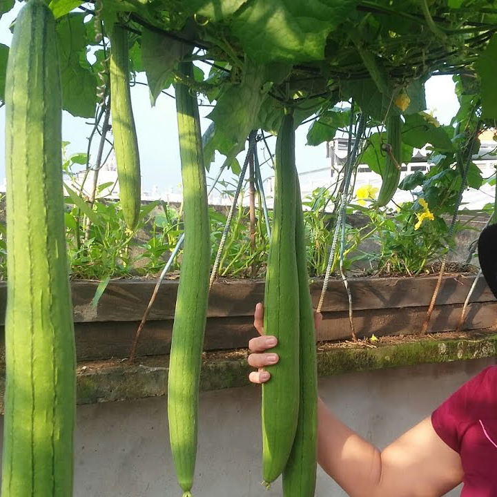 Hạt giống Mướp quả   - Sao Thần nông