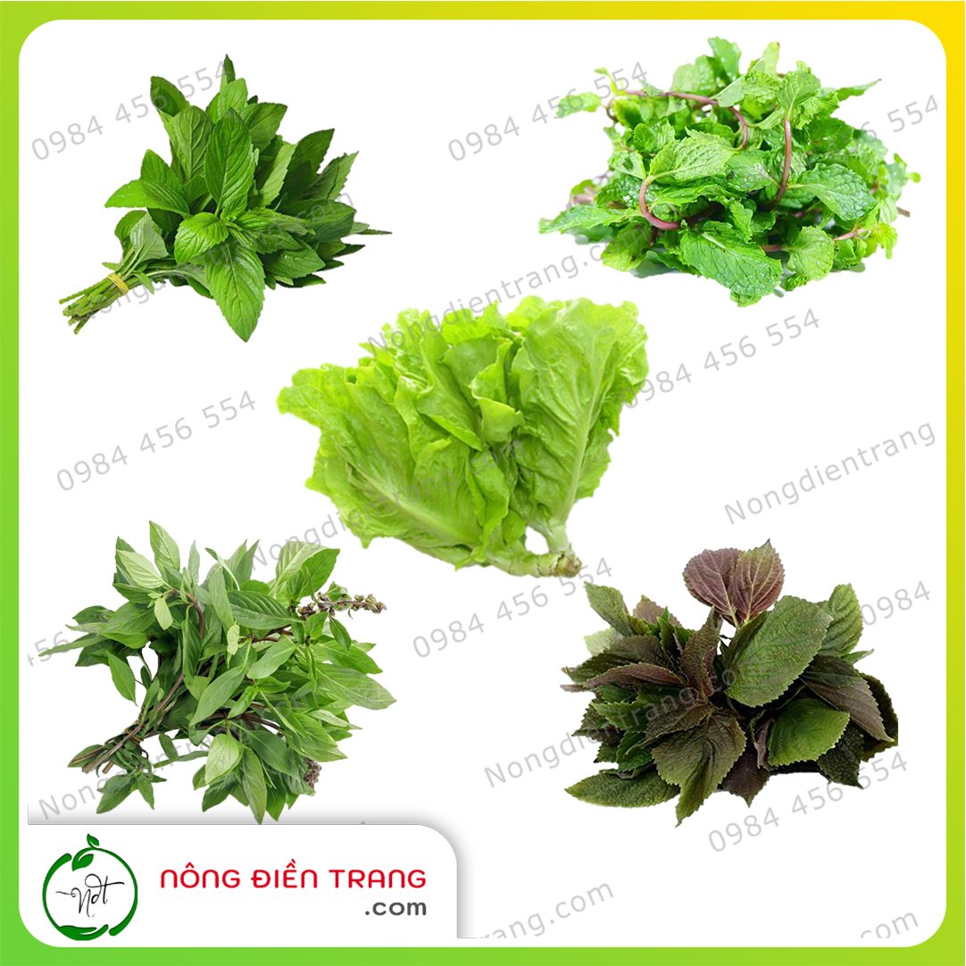 Combo Hạt Giống Rau Ăn Sống Các Loại Thông Dụng, Dễ Trồng - Hạt giống rau củ quả dễ trồng, tỉ lệ nảy mầm cao, sinh trưởng khỏe