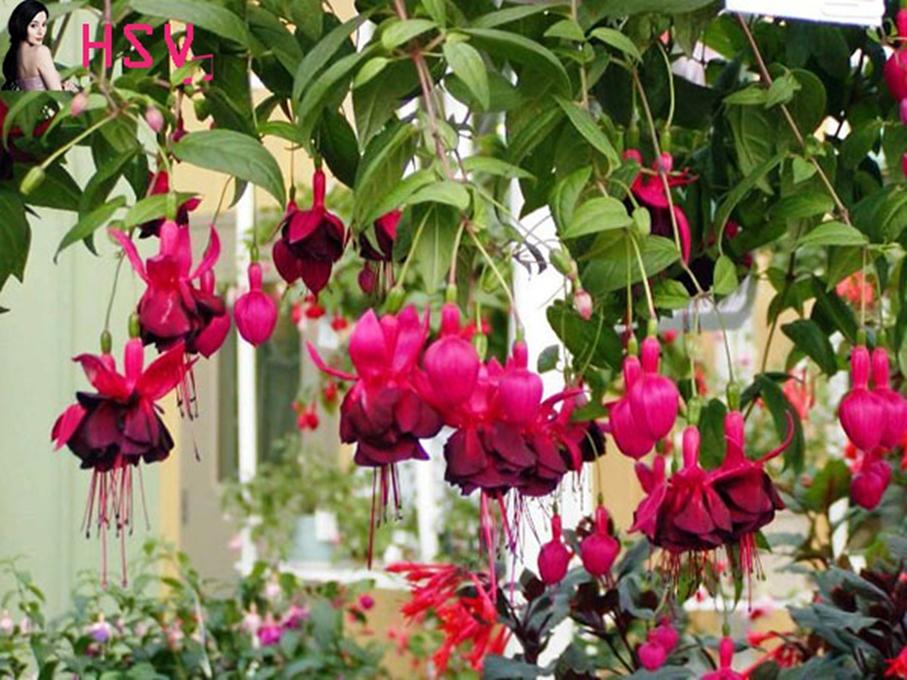 20 Hạt giống hoa lồng đèn