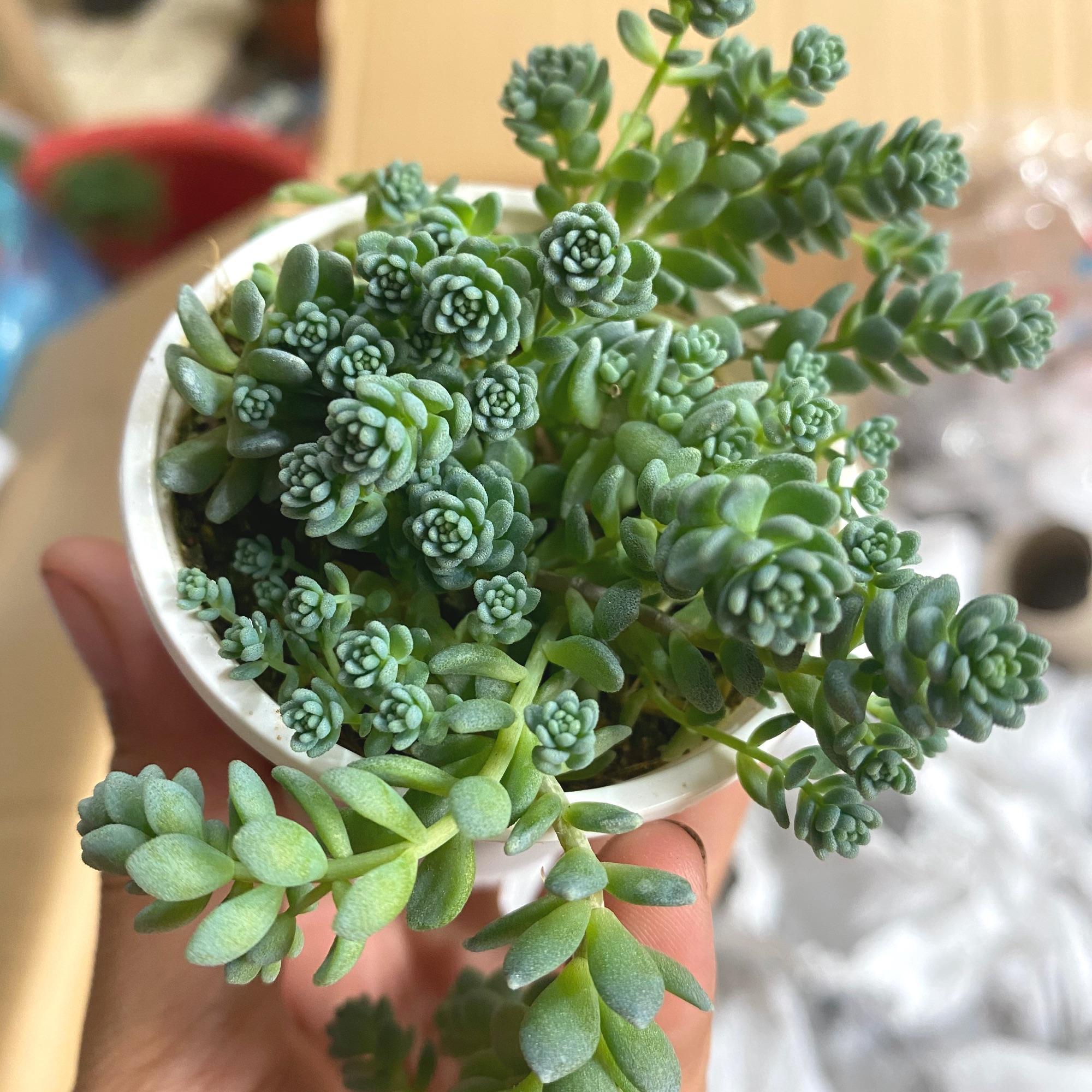 SEN ĐÁ SEDUM HOA HỒNG - Nhỏ