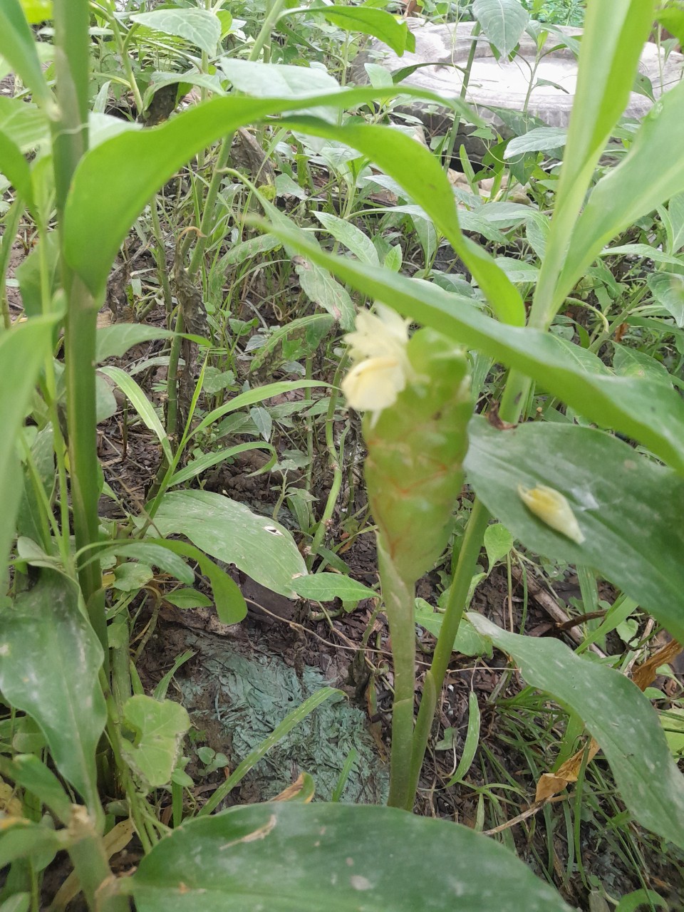 Cây Gừng gió giống (mai gan, gừng rừng, ngãi xanh, riềng gió)