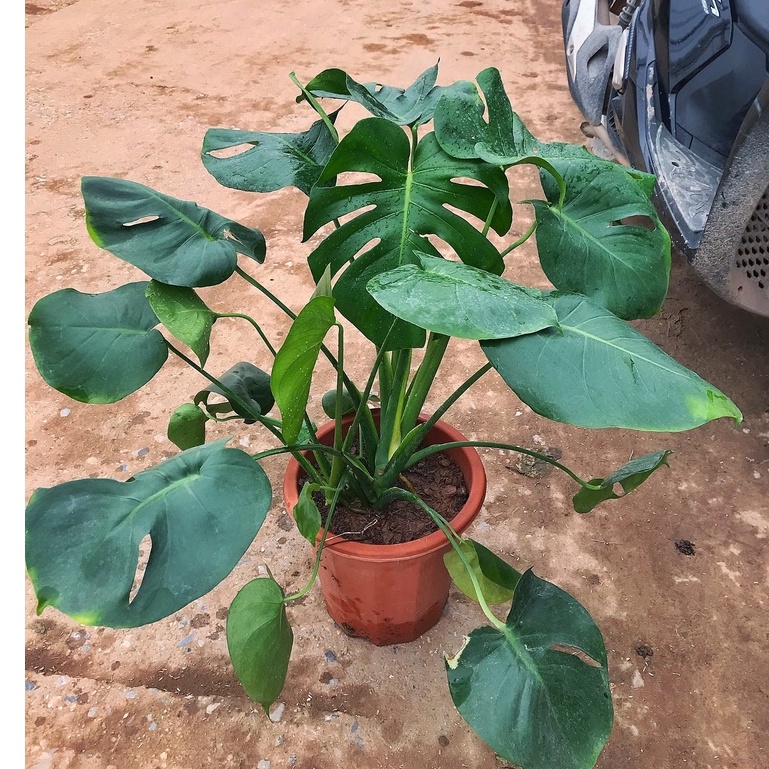 Cây trầu bà Nam Mỹ lá xẻ, trầu bà monstera cao 45cm lá xanh bóng quanh năm, trang trí nội thất