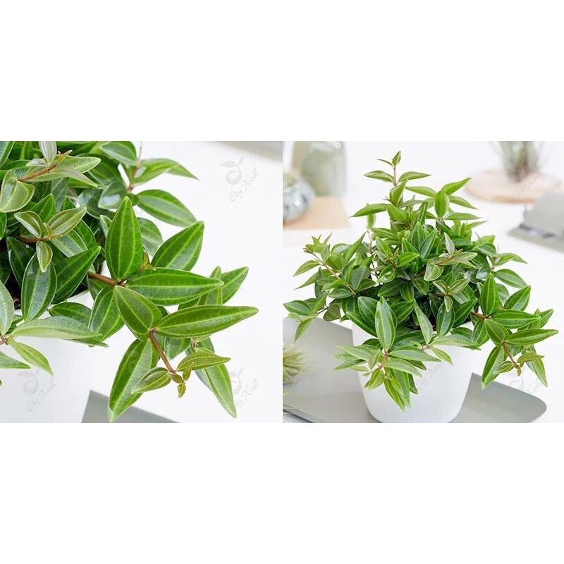 Cây Bình An Size Mini Để Bàn